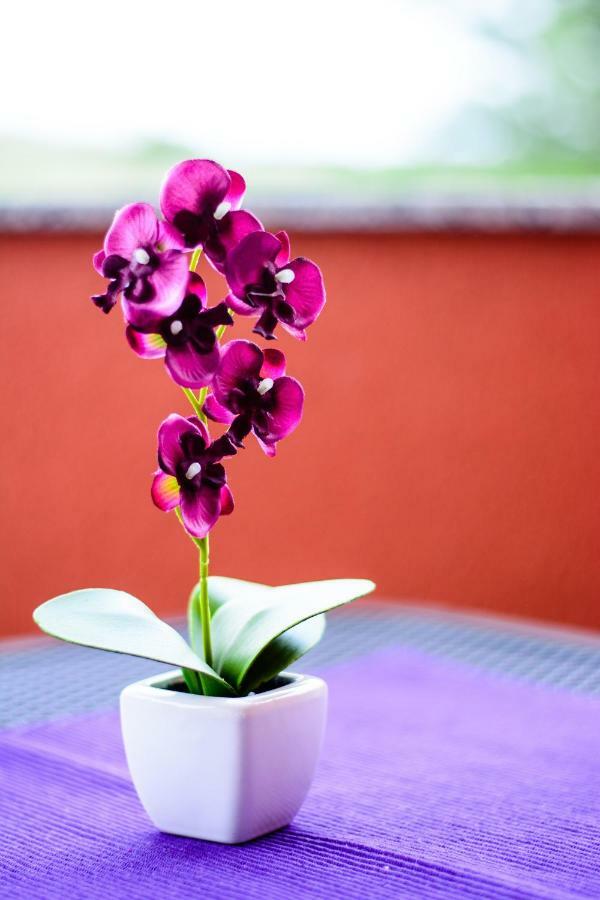 Apartament Rose Garden Privlaka (Zadar)